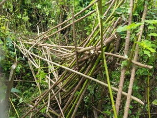 Sunflower trees cutting for Agriculture  2022.11.05