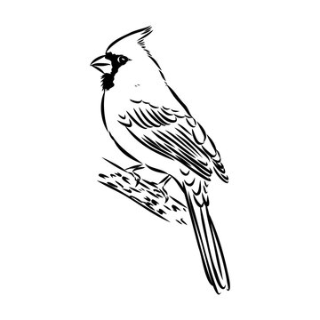recommend clip art: Cardinal bird sketch, vector illustration. Hand drawn red cardinal bird. Engraved illustration. Cardinal bird sitting on a branch. Hand drawn sketch.