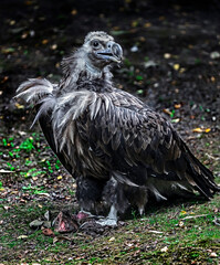 Cinereous vulture also known as the black vulture, monk vulture, or Eurasian black vulture. Latin name - Aegypius monachus