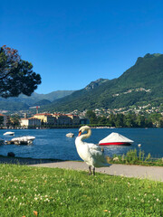 Beautiful scenery of white swan grazing on the lush green lawn on the shore of Lake Lugano with the Swiss Alps in the distance, Lugano, Switzerland.