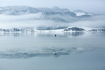 Raven in Trondheim fjord in the foggy winter day