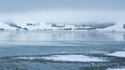 Swans in Trondheim fjord (Gaulosen nature reserve)in the foggy winter day