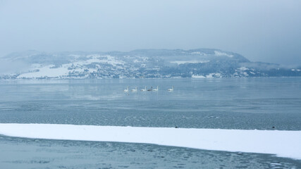 Swans in Trondheim fjord (Gaulosen nature reserve)in the foggy winter day