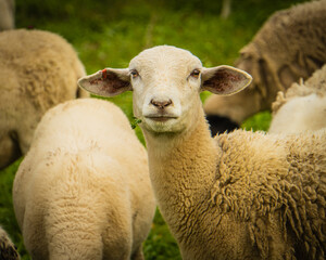 one sheep looks up while eating
