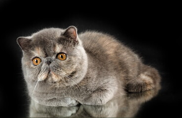 A beautiful exotic shorthair cat plays on a dark studio backgrou