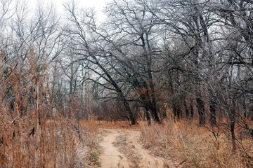 Oak forest in late autumn, fallen leaves