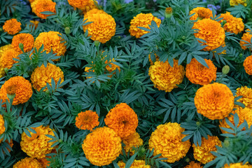 Marigolds Perennials as background or texture