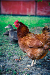 Photo of chicken close up. Countryside, duck, rooster, eggs, chick, rural birds, village, broiler, beak, paws, feathers, scallop, pet, laying hen, poultry farm, hennery. Girder concept