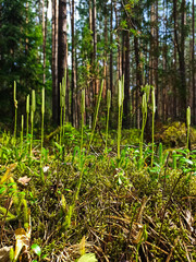 Forest Soil with Grass