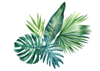 Tropical leaves isolated on white background. Jungle green plant. Botanical illustration 