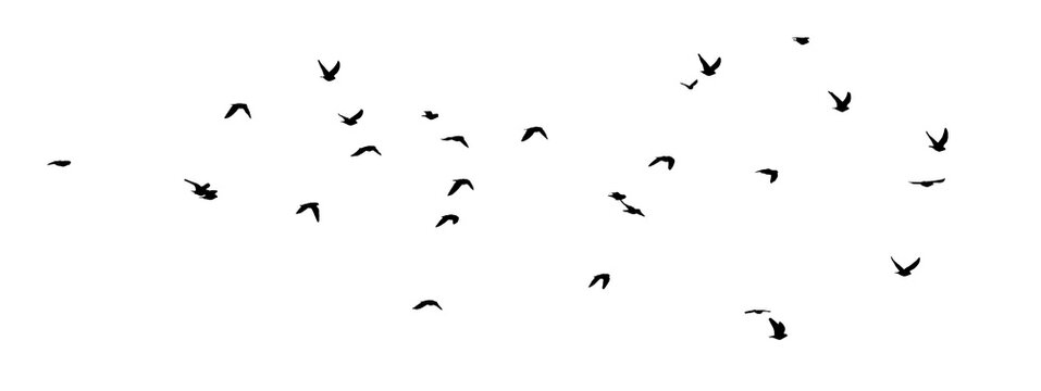 png flock of birds isolated clear background