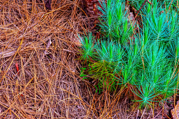 Arbre : Branche de pin & aiguilles de pin