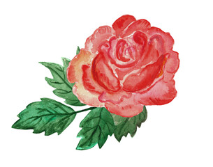 Watercolor illustration red, scarlet rose boutonniere, greenery, lush, drawing from life vintage.