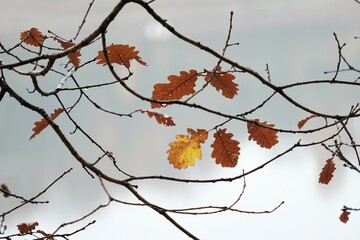 A close-up of tree branches with a few colorful oak leaves in late fall