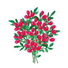 Watercolor illustration, bouquet, greens and red berries, New Year, Christmas bouquet, drawing from nature.
