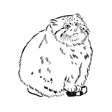 vector manul wild cats graphic illustration manul the forest cat