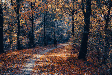 Naklejka na ściany i meble autumn in the forest and the walking path near Hessen