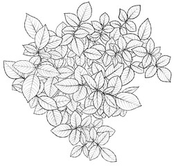 Rose leaf composition. Illustration sketch in black and white style. Antistress coloring. Vector.