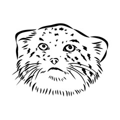 vector manul wild cats graphic illustration manul the forest cat