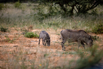 Namibia, Afrika, Tierwelt