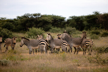 Fototapeta na wymiar Namibia, Afrika, Tierwelt