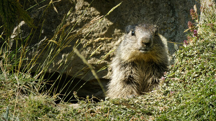 marmot close up face cam