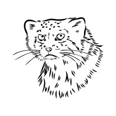 vector manul wild cats graphic illustration manul the forest cat