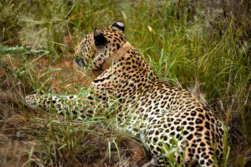 Fototapeta na wymiar Namibia, Afrika, Tierwelt