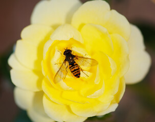 bee on yellow flower