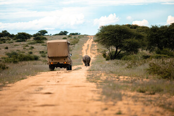 Namibia, Afrika, Tierwelt