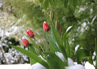 Rote Tulpen blühen im Garten im Schnee