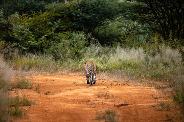 Namibia, Afrika, Tierwelt - Powered by Adobe