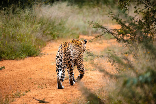 Namibia, Afrika, Tierwelt