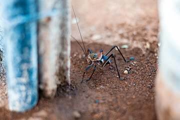 Namibia, Afrika, Tierwelt