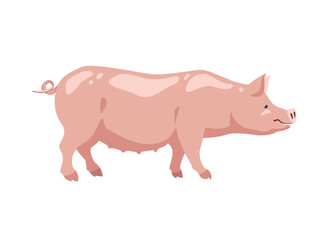 Farm animal. Vector pig on white background