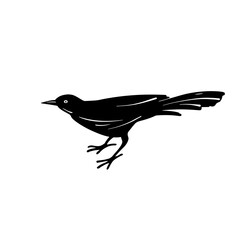 Black Bird's silhouette on white background. Blackbird in hand drawn sketch style. Design element. Vector illustration. 
