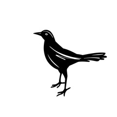 Black Bird's silhouette on white background. Blackbird in hand drawn sketch style. Design element. Vector illustration. 