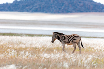 Namibia, Afrika, Wüste, Tierwelt
