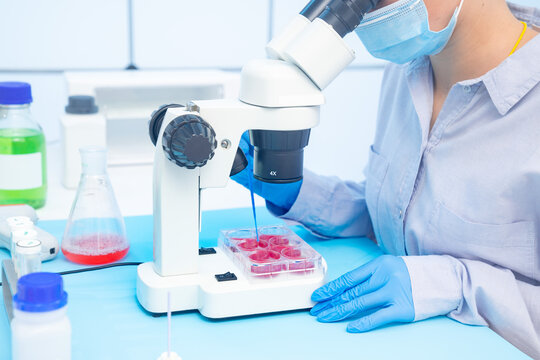 A Young Female Laboratory Assistant In A Microbiological Laboratory Examines The Resistance Of Bacteria To Antibiotics. Inoculation Of Pathogenic Microorganisms Petri Dish