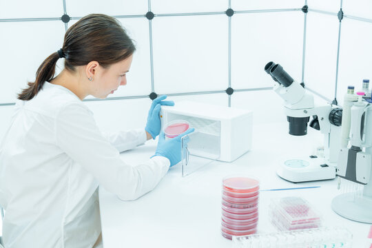 female laboratory assistant in a medical dermatology laboratory examines skin microflora cultures for pathogenic diseases