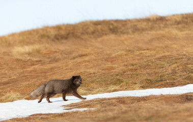 Fototapeta premium Close up of an Arctic fox walking in snow