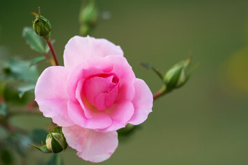 pink rose flower