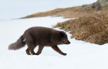 Obraz premium Close up of an Arctic fox walking in snow