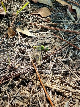 Erythemis simplicicollis on the ground