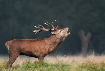 Close up of a red deer stag calling during rutting season in autumn
