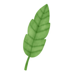Green leaf in watercolor style.