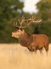 Close up of a red deer stag standing in a field of grass on a early autumn morning