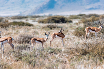 Namibia, Afrika Tierwelt