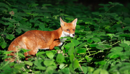 Close up of a Red fox standing in a forest