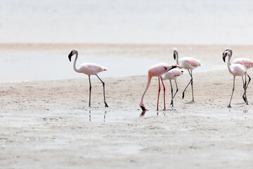 Namibia, Afrika Tierwelt